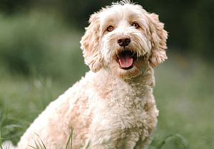 Labradoodles: waarom iedereen valt voor deze vrolijke krullenbol
